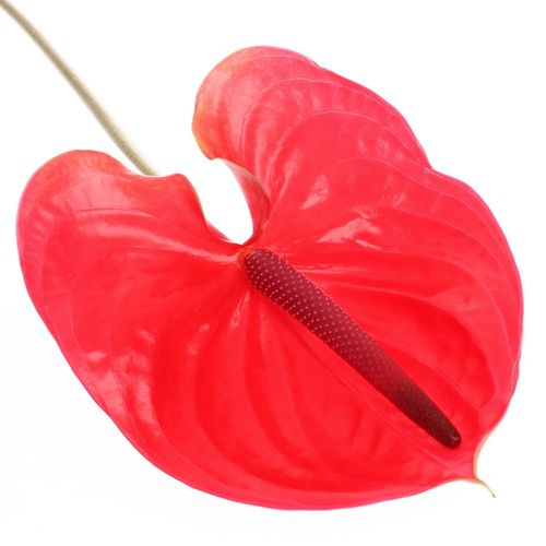 Anthurium cerise Enjoy Blüte 13cm