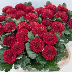 Chrys.Deko rot Kiev Dark 80 Gramm 80cm DE