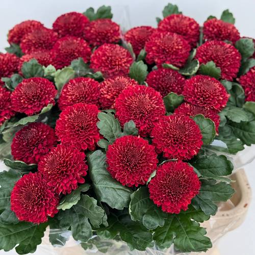 Chrys.Deko rot Kiev Dark 80 Gramm 80cm DE