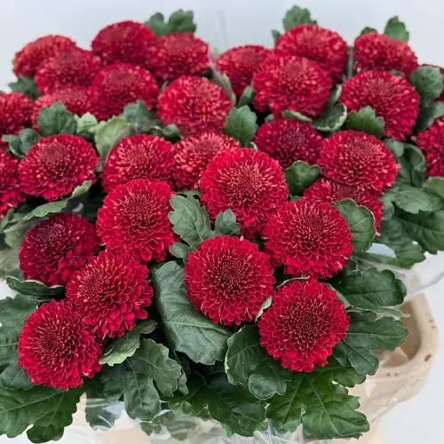 Chrys.Deko rot Kiev Dark 80 Gramm 80cm DE