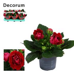 Gloxinia Sonata rot T13 H020
