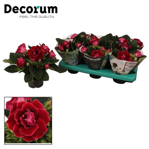 Gloxinia Sonata rot T13 H020