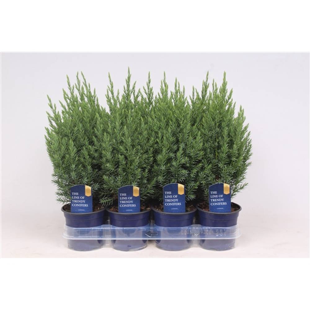 Juniperus Chinensis Stricta T11 H025