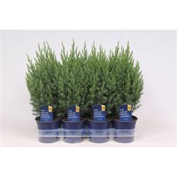 Juniperus Chinensis Stricta T11 H025