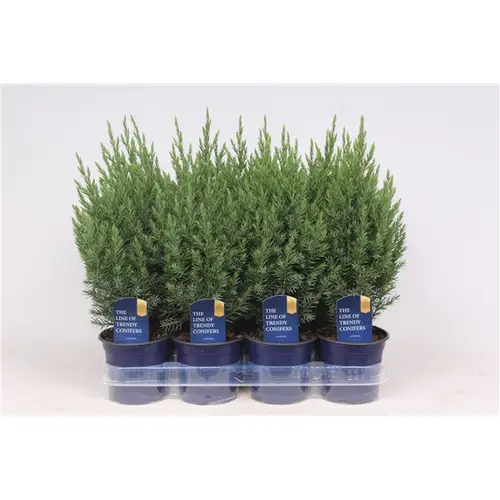 Juniperus Chinensis Stricta T11 H025