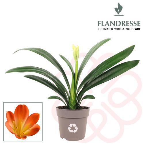 Clivia orange Strong T13 H40