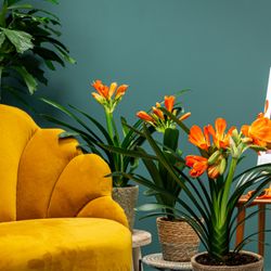 Clivia orange Strong T13 H40