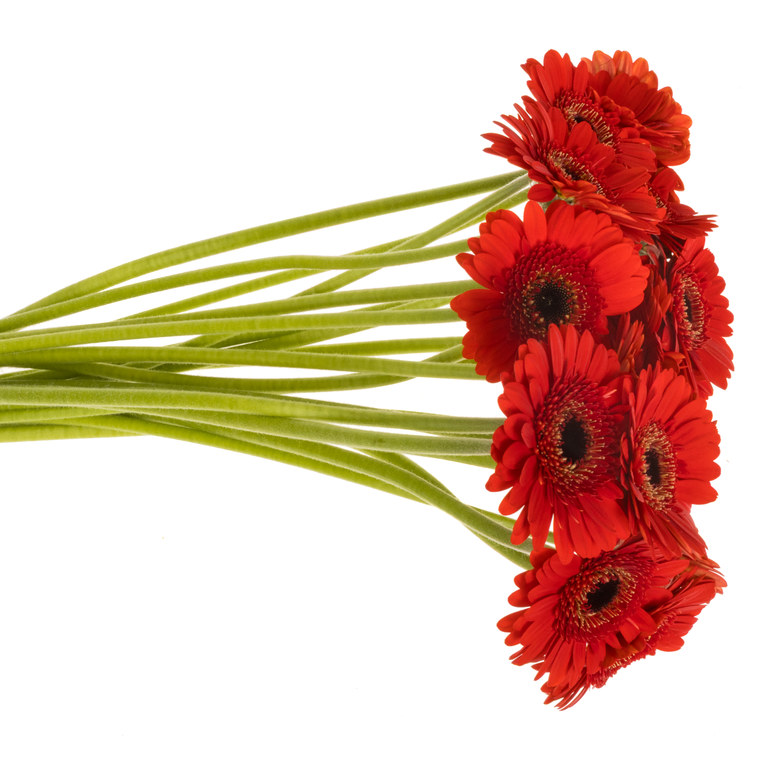 Germini rot Auge Bund