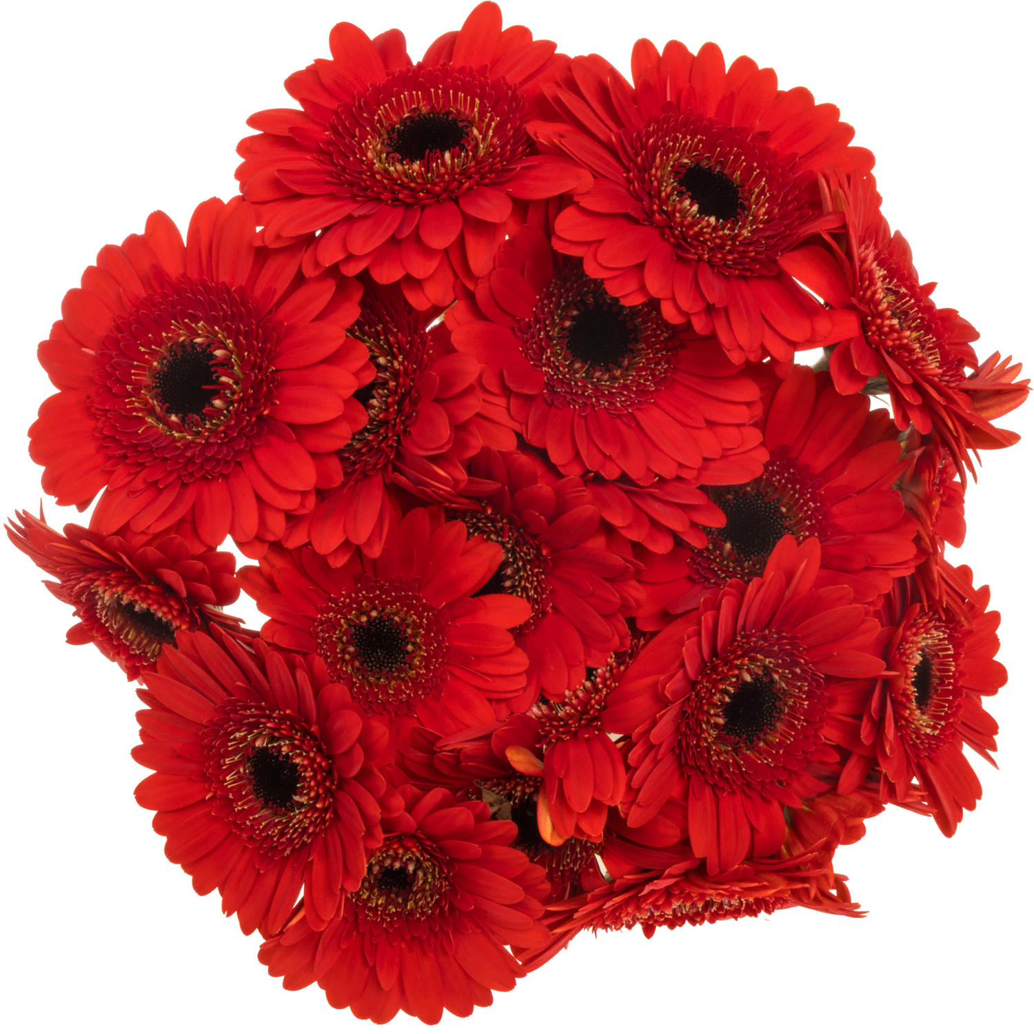 Germini rot Auge Bund