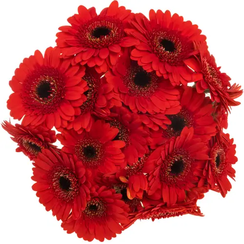 Germini rot Auge Bund