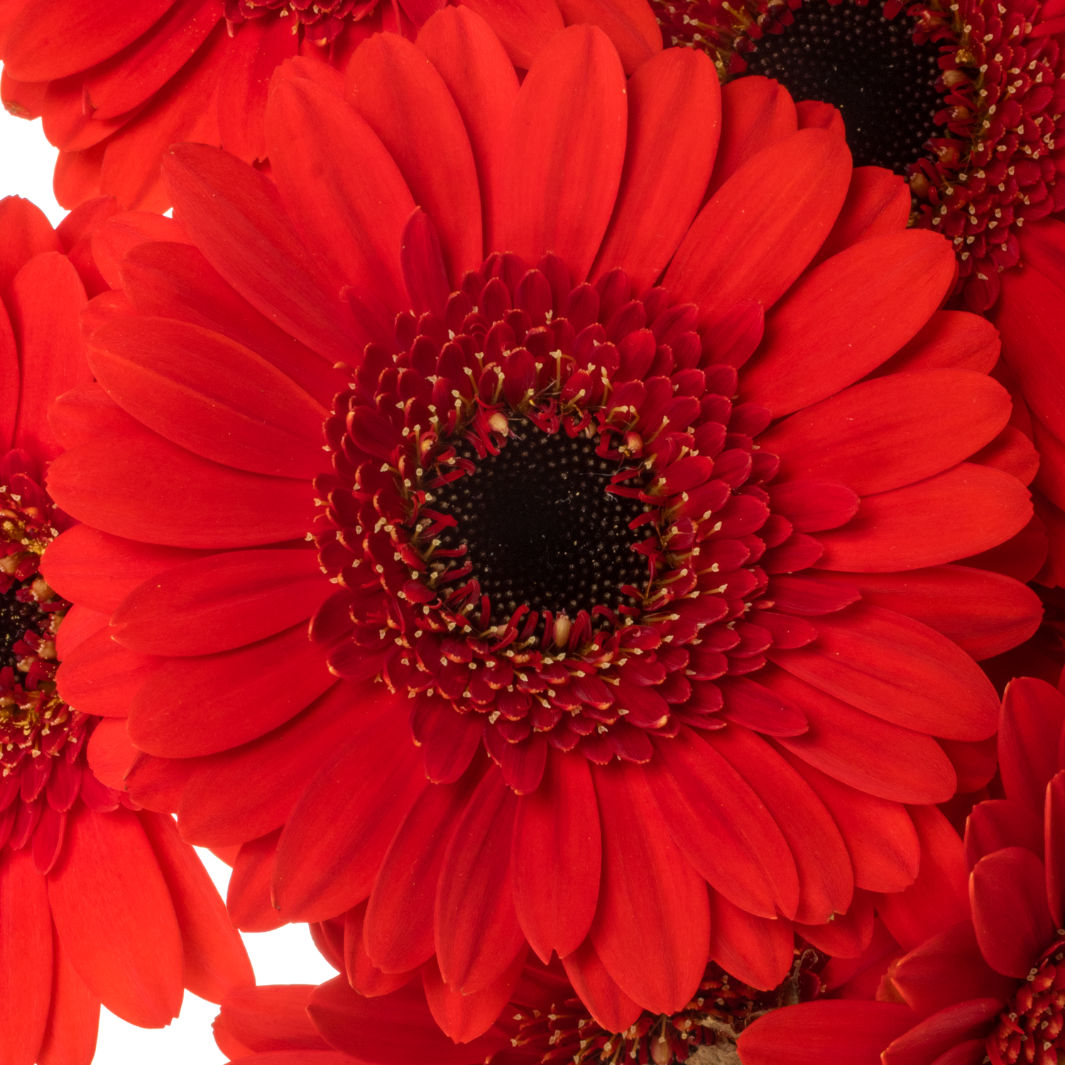 Germini rot Auge Bund