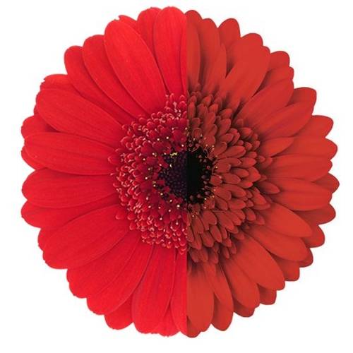 Germini rot Auge Bund