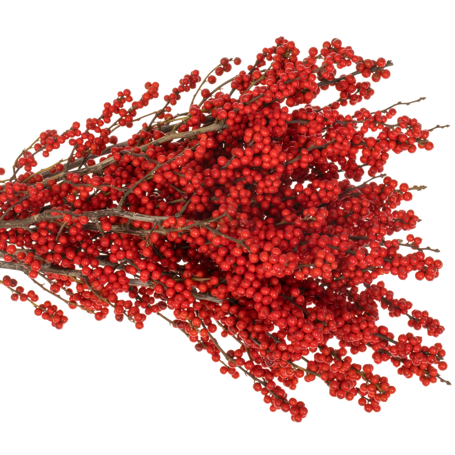 Ilex rot extra Magical Amarant 60cm