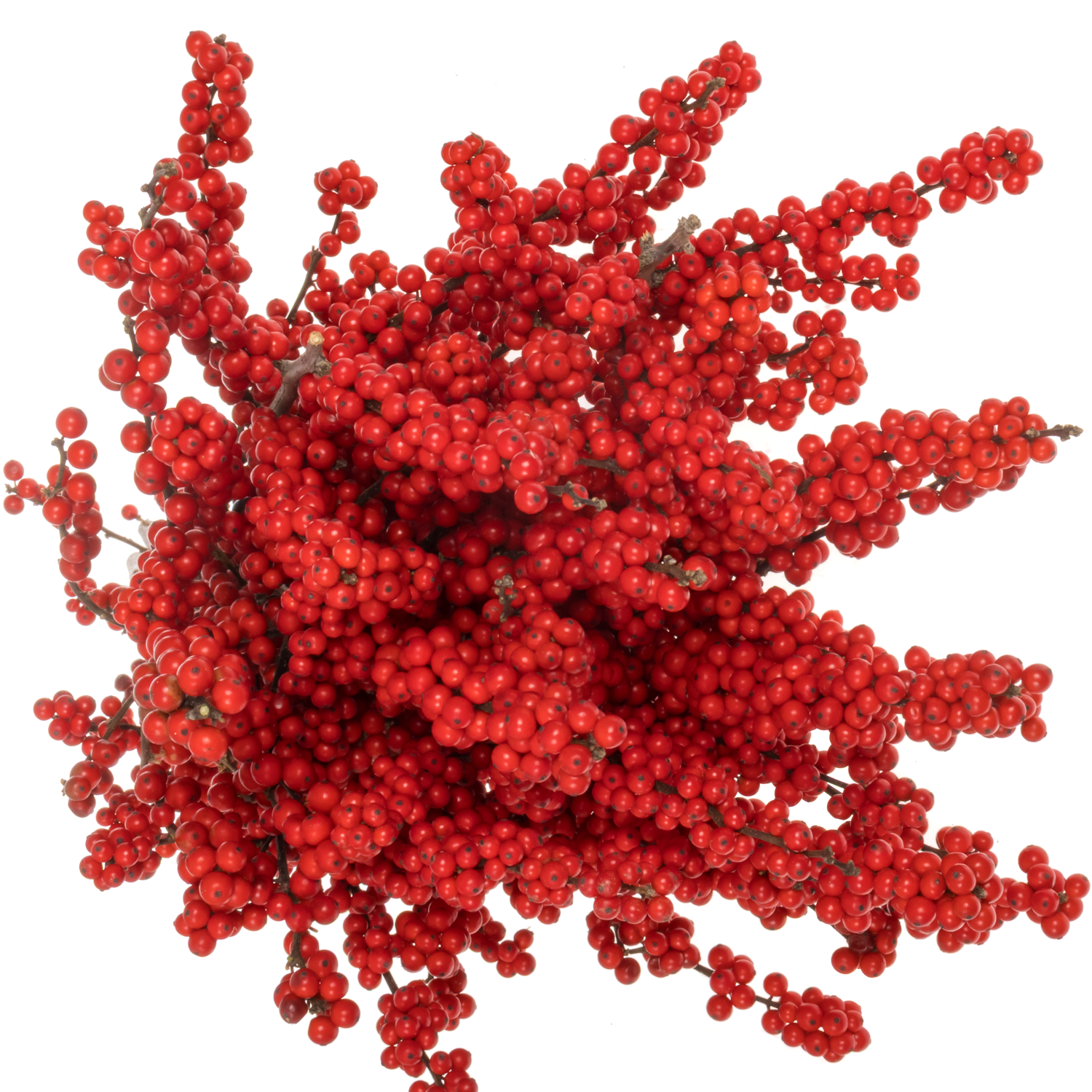 Ilex rot extra Magical Amarant 60cm