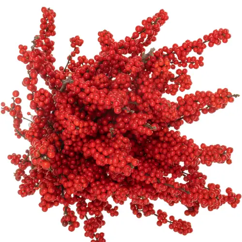 Ilex rot extra Magical Amarant 60cm