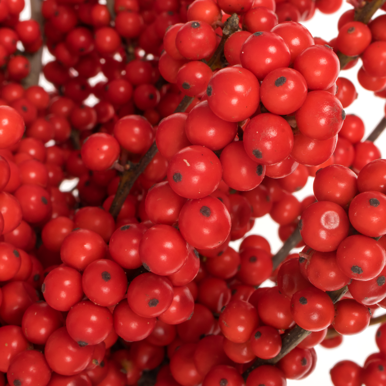 Ilex rot extra Magical Amarant 60cm