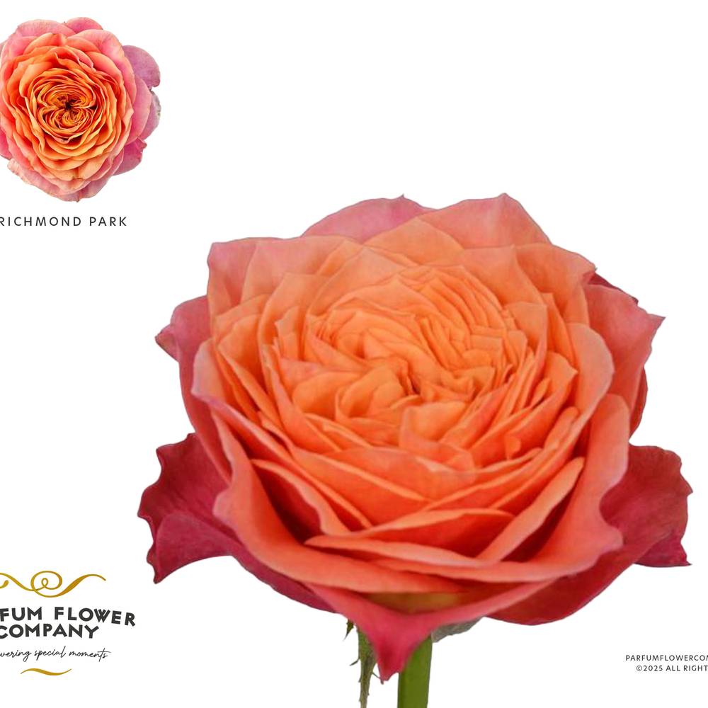 Rose orange/rosa Richmond Park 50cm