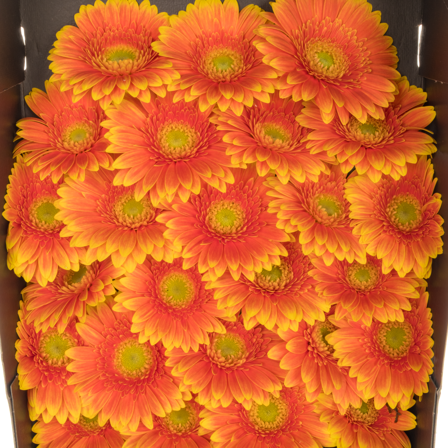 Germini dunkel orange/gelb Ariba