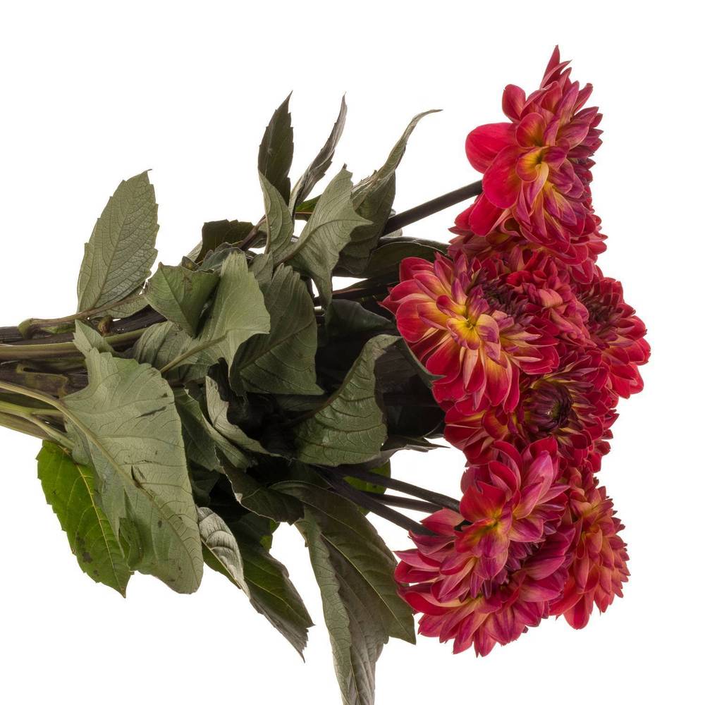 Dahlia dunkel rosa /lila Feline yvonne 60cm