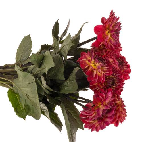 Dahlia dunkel rosa /lila Feline yvonne 60cm