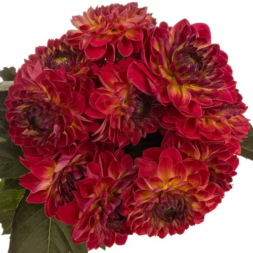 Dahlia dunkel rosa / lila Feline yvonne 60cm