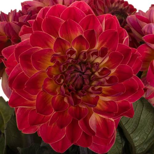 Dahlia dunkel rosa /lila Feline yvonne 60cm