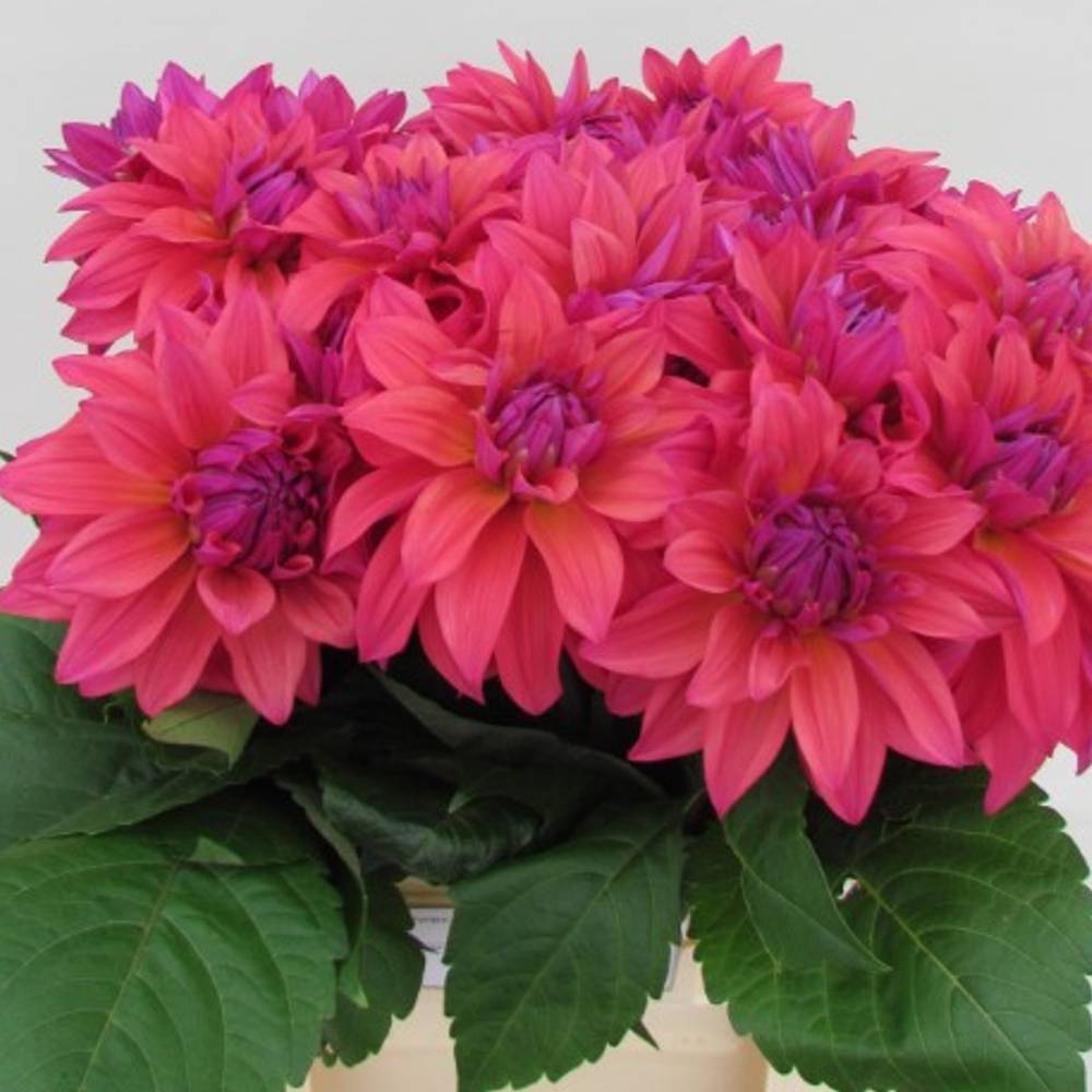 Dahlia dunkel rosa / lila Feline yvonne 60cm