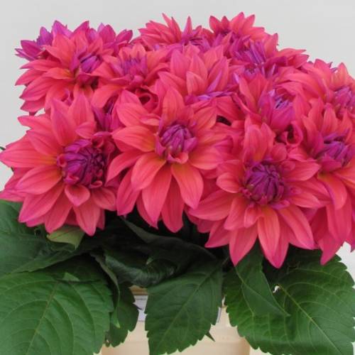 Dahlia dunkel rosa / lila Feline yvonne 60cm