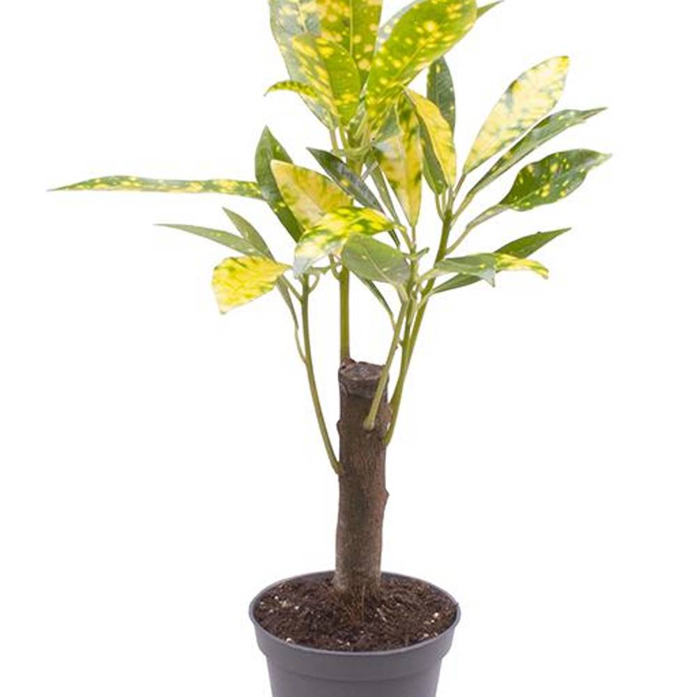 Codiaeum Variegatum gold Stamm T06 H025