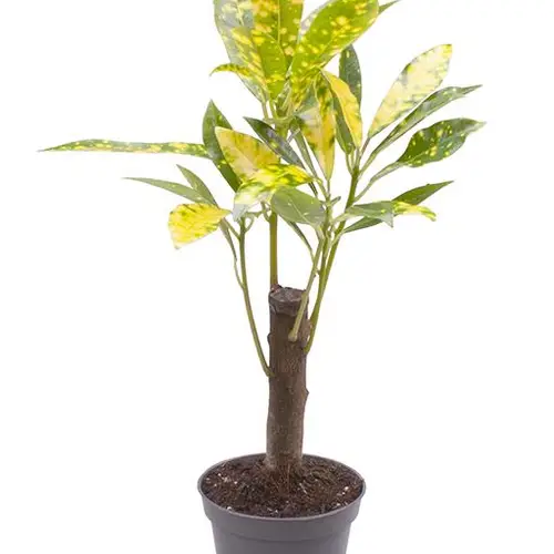 Codiaeum Variegatum gold Stamm T06 H025