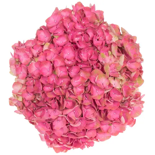 Hortensie rosa/dunkel rosa Inferno Red Bol 14cm 60cm