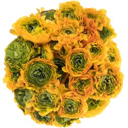 Ranunkel orange/grün Pon Pon Merlino Super 40cm