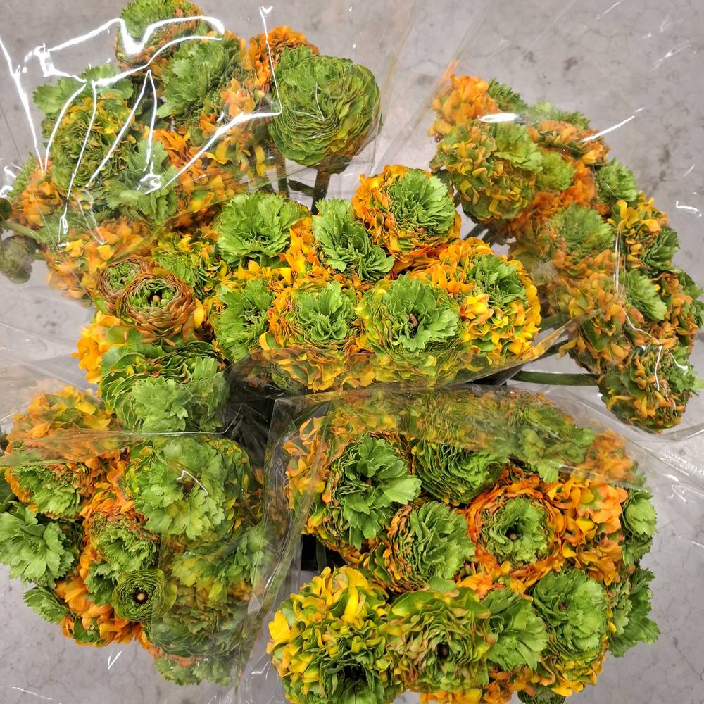 Ranunkel orange/grün Pon Pon Merlino Super 40cm
