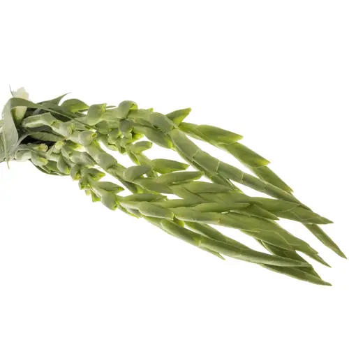 Gladiole weiss White Prosperity 100cm
