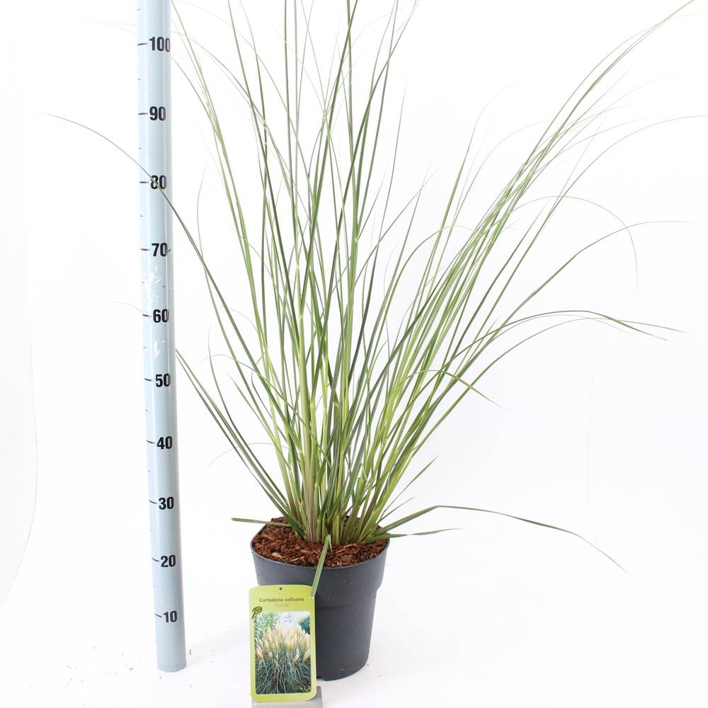 Cortaderia Selloana Pumila T23 H060