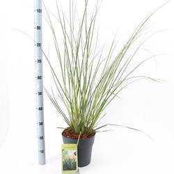 Cortaderia Selloana Pumila T23 H060