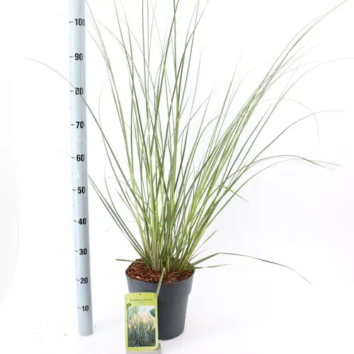 Cortaderia Selloana Pumila T23 H060