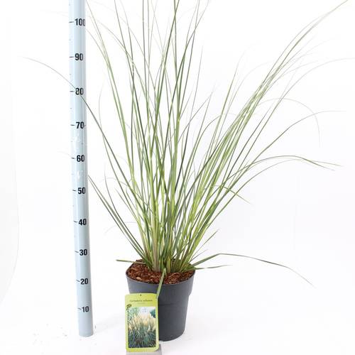 Cortaderia Selloana Pumila T23 H060