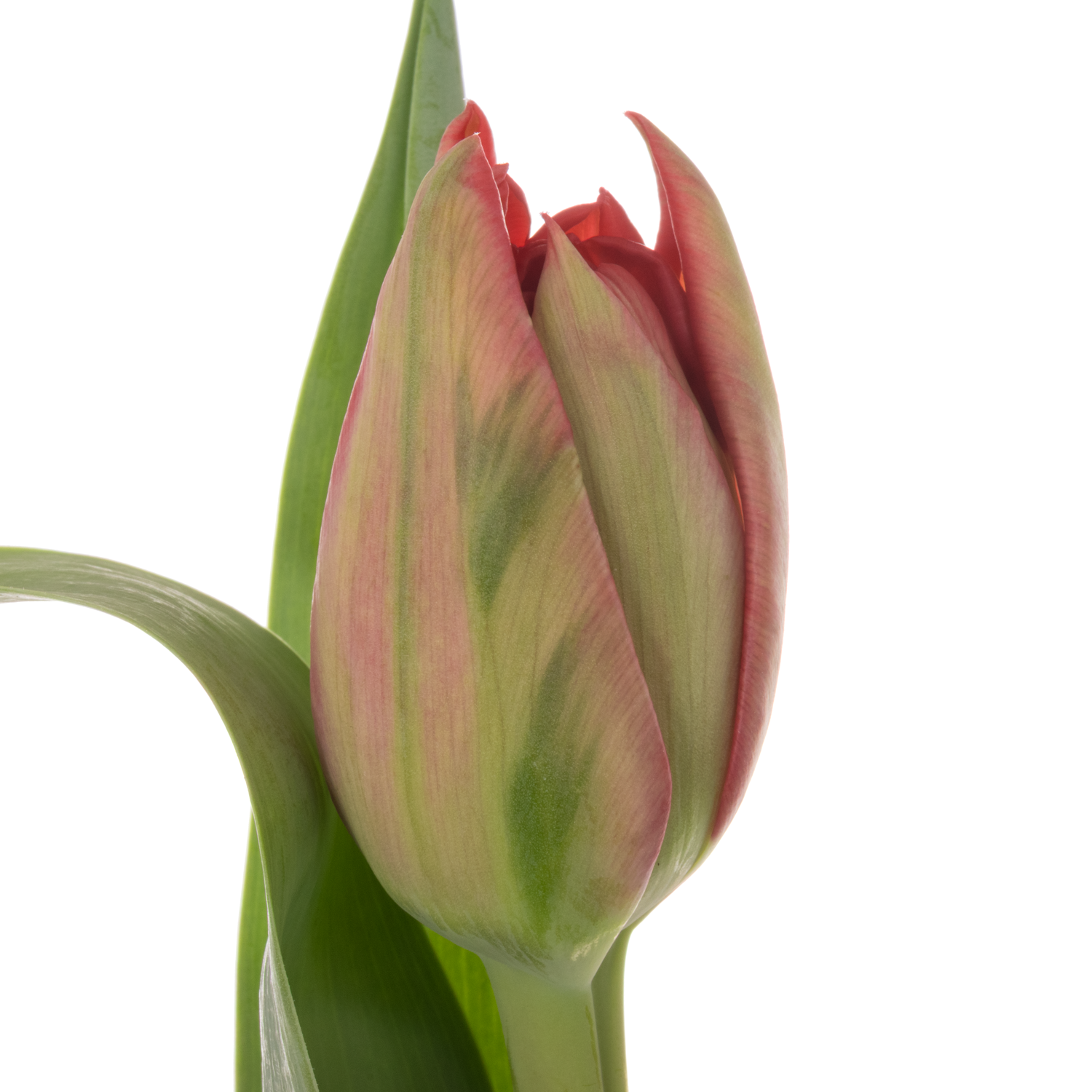 Tulpe rot doppel ballgame 54 Gramm