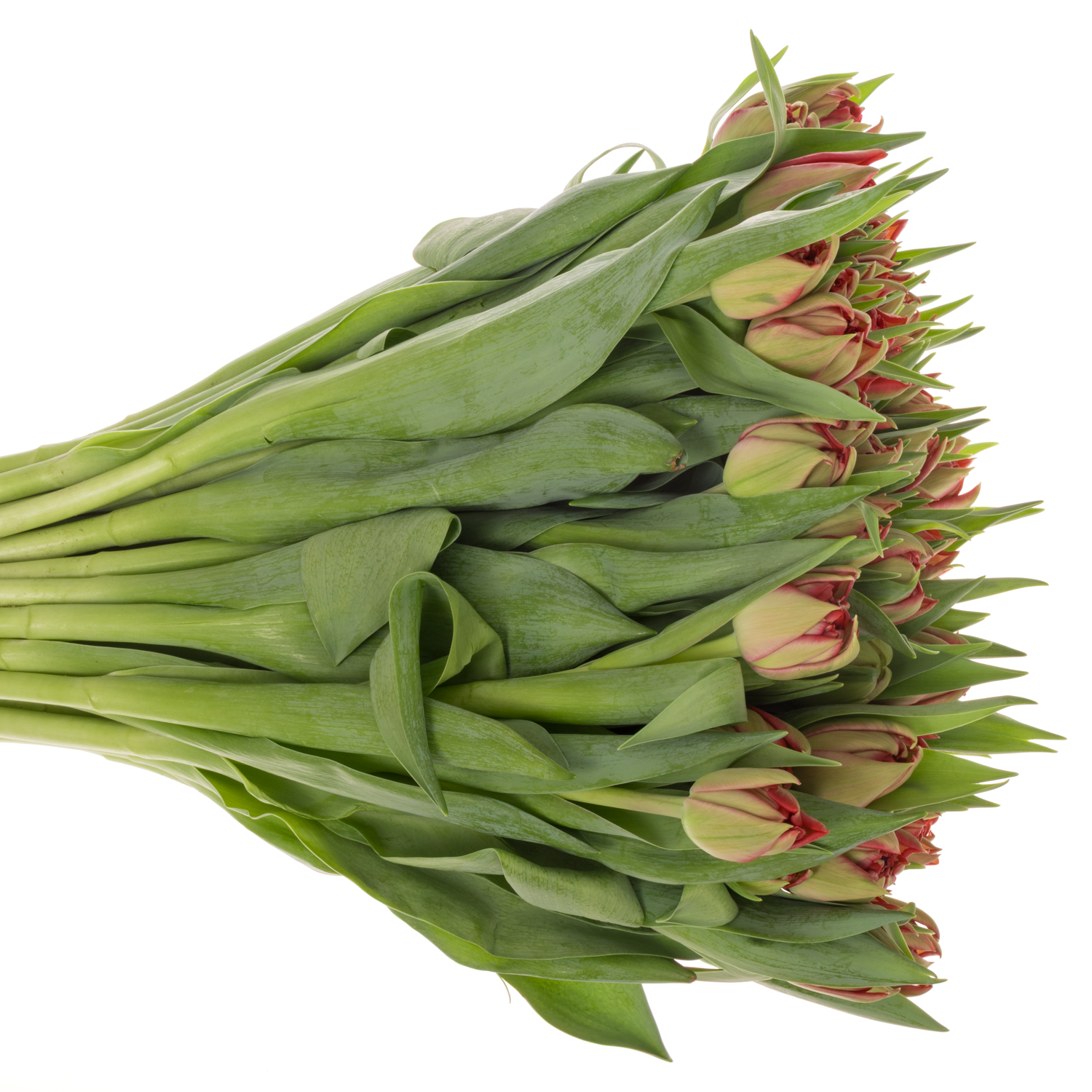 Tulpe rot doppel ballgame 54 Gramm