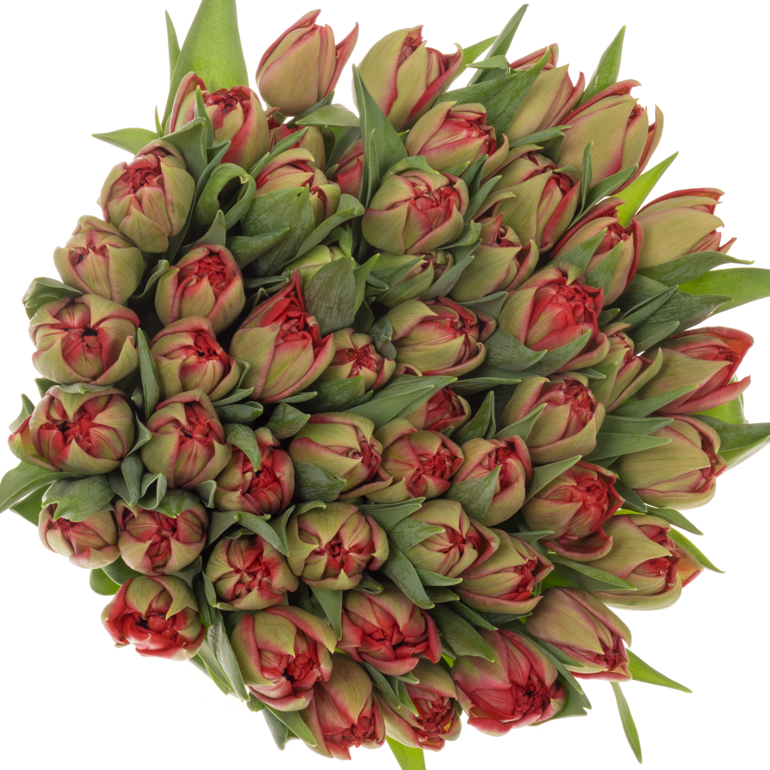Tulpe rot doppel ballgame 54 Gramm