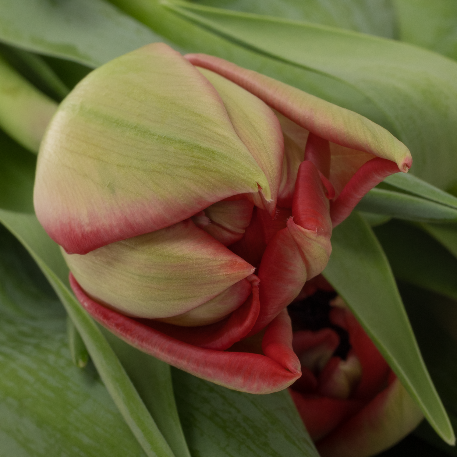 Tulpe rot doppel ballgame 54 Gramm