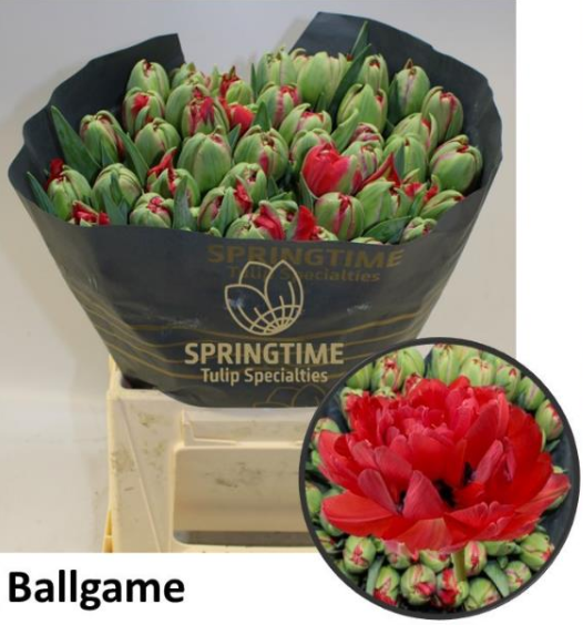 Tulpe rot doppel ballgame 54 Gramm