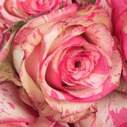 Rose creme/rosa Magic Times (Ec) 70cm