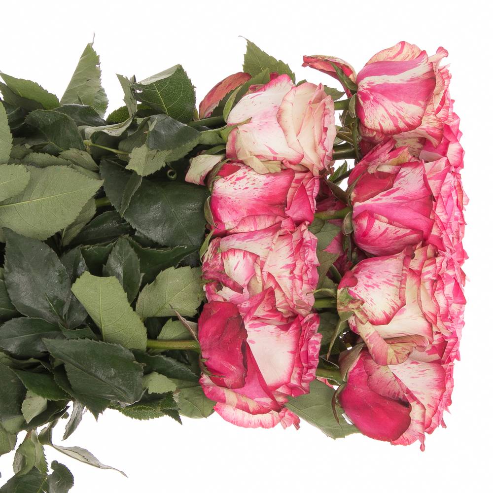 Rose creme/rosa Magic Times (Ec) 70cm