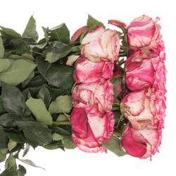 Rose creme/rosa Magic Times (Ec) 70cm