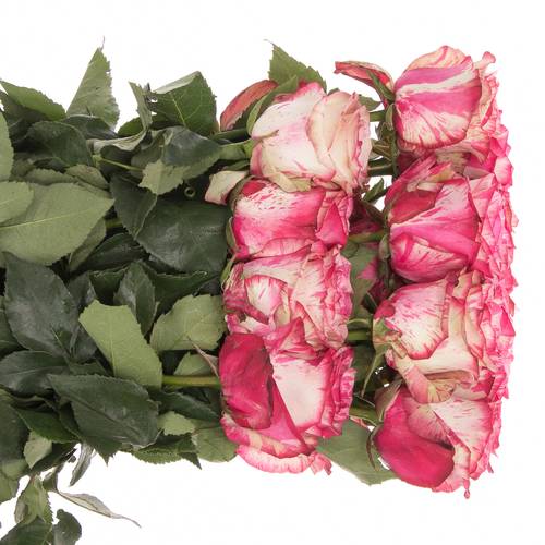 Rose creme/rosa Magic Times (Ec) 70cm