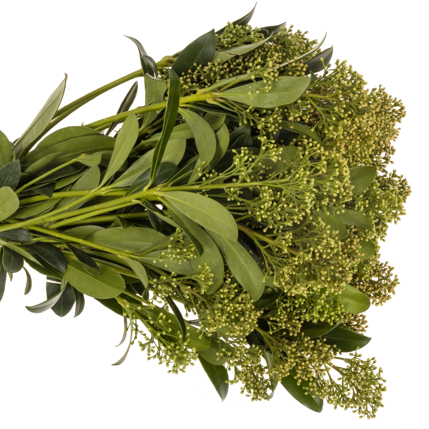 Skimmia herbst natur 45cm