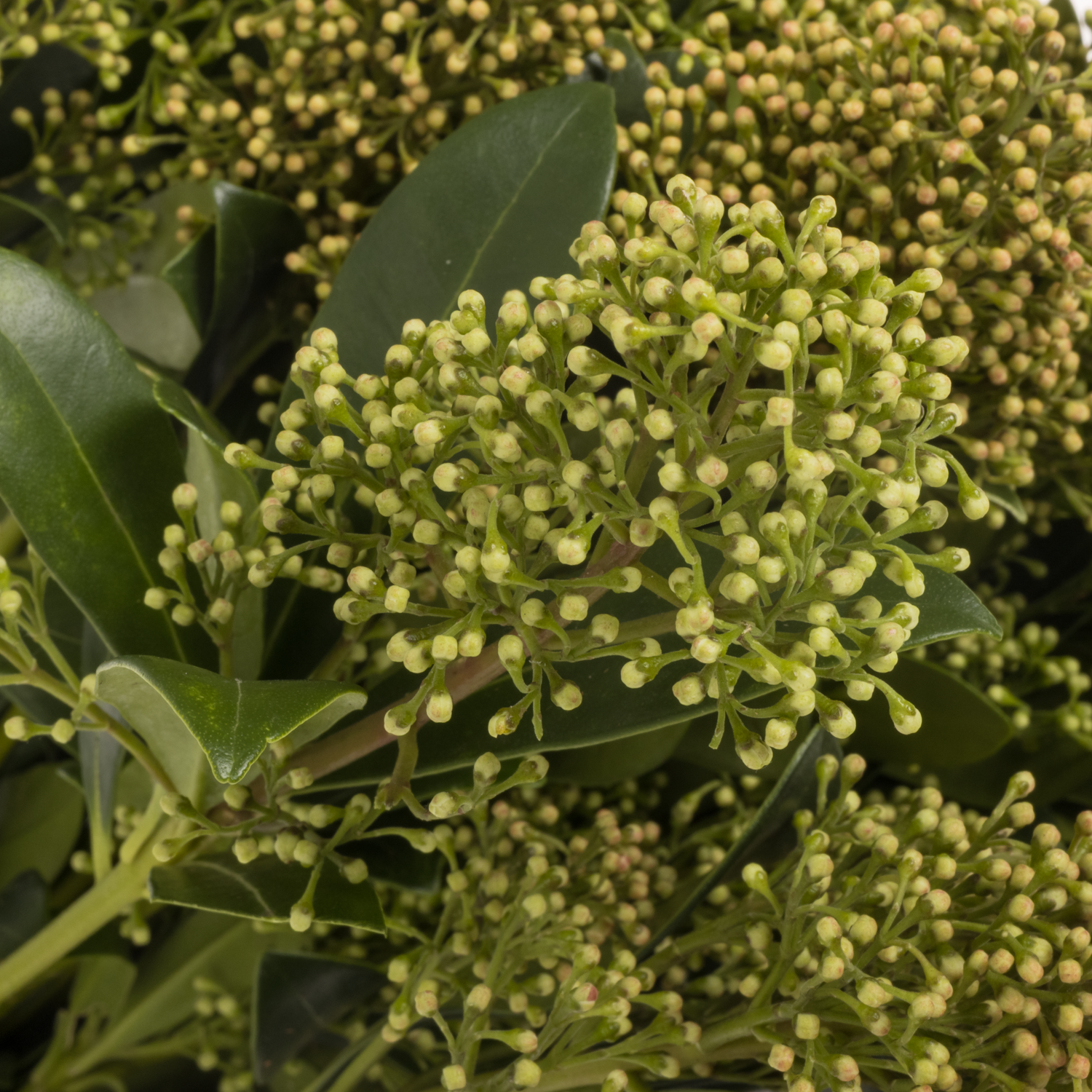 Skimmia herbst natur 45cm