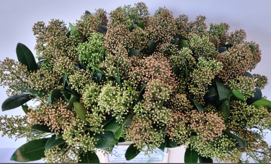 Skimmia herbst natur 45cm